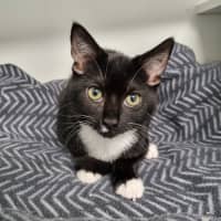 Photo of Mango