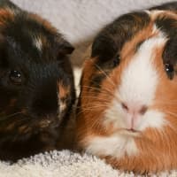 Photo of Sausage & Nutmeg