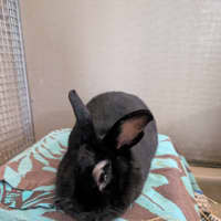 Photo of Chippy