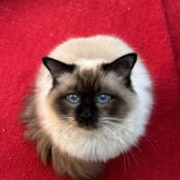 Photo of William Wallace