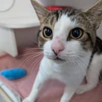 Photo of Pirate