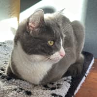 Photo of Sabi