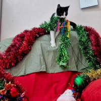 Photo of Bromley (9081)