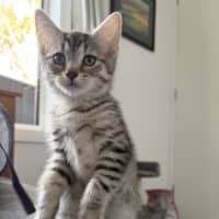 Photo of Nutmeg