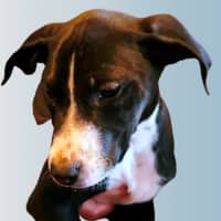 Photo of Cody 😎 8 Month Old Male Mixed Breed