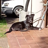 Photo of Wren