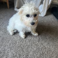 Photo of Wing Commander