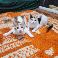 Photo of Berlioz And Aurora