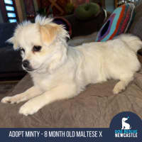 Photo of Minty   8 Month Old Maltese X