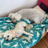 Photo of Beau (Beau And Angel) 