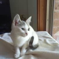 Photo of Clover   Now At Pet Quarters Rutherford