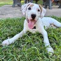 Photo of Yoshi 