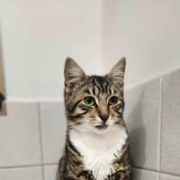 Photo of Biscuit
