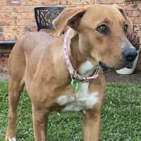 Photo of Honey