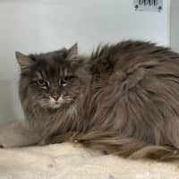 Photo of Indy
