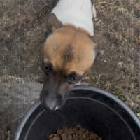 Photo of Bodie