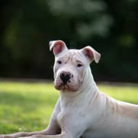 Photo of Benji