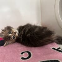 Photo of Ada