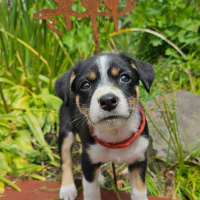 Photo of Tassie Devil