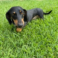 Photo of Ruby And Oreo