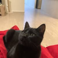 Photo of Nala (Was Wilma)