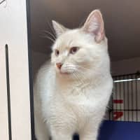 Photo of Prissy