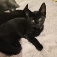 Photo of Tamworth Meet Me@Petstock Keysborough Store 