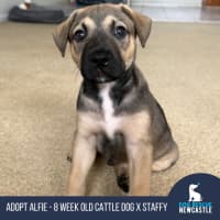 Photo of Alfie   8 Week Old Cattle Dog X Staffy