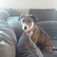 Photo of Cleona