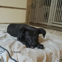 Photo of Chanel