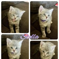 Photo of Stella