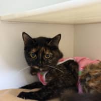 Photo of 🩰 Dapple 6394 🩰