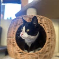 Photo of Felix   Tuxedo