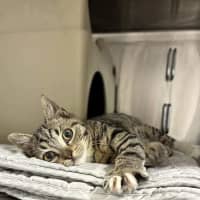 Photo of Button