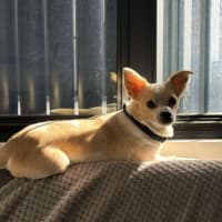 Photo of Jax