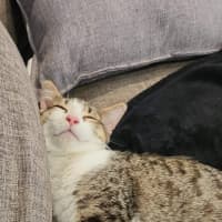 Photo of Peanut