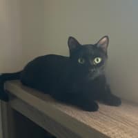 Photo of Chimi