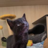 Photo of C1630 Midnight