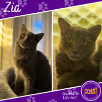Photo of Zia