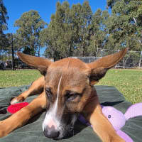Photo of Jester