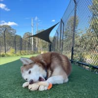 Photo of Prince Imp 1800