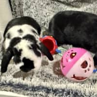 Photo of Black Beauty And Happy Feet 