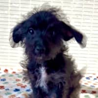 Photo of Baxter