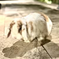 Photo of Prince Harry