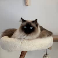 Photo of C1629 Gemma