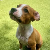 Photo of D1092 Frank 