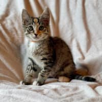 Photo of Sundae   In Foster Care In Bentleigh East