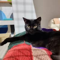 Photo of Jetson
