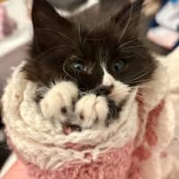 Photo of Fluoxetine Aka Flux