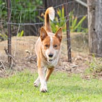 Photo of Rusty